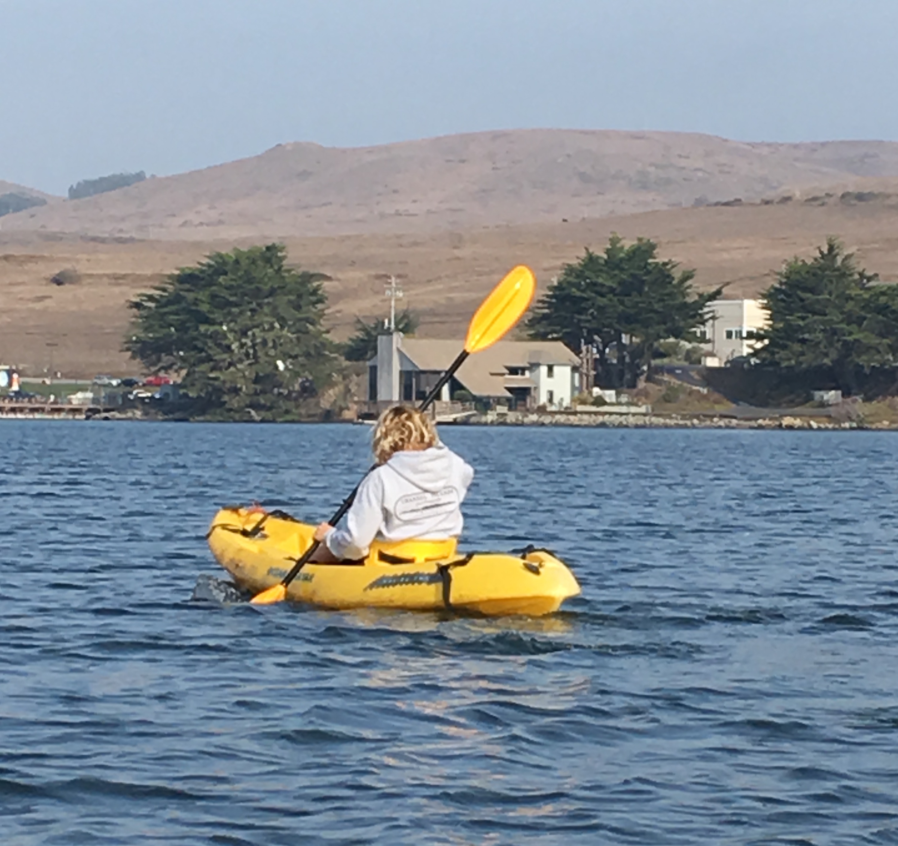 Activities Bodega Bay Birdwatch